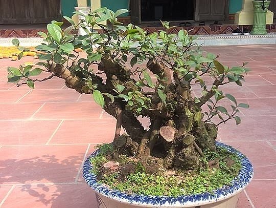 Cay dai moc bia rung bat ngo len chau thanh bonsai tien trieu-Hinh-10