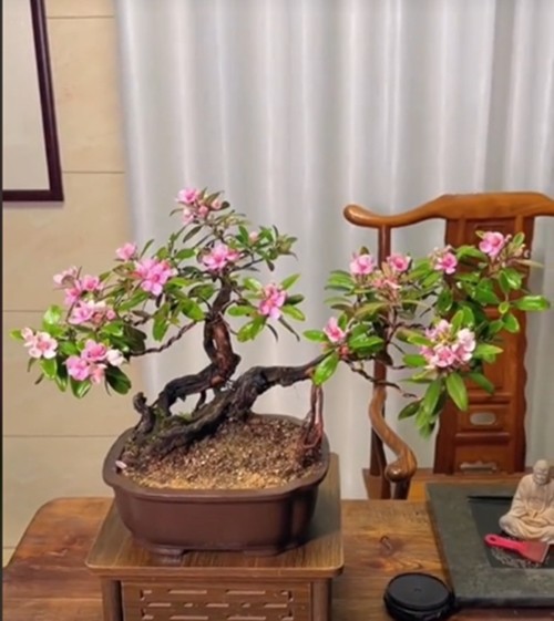 Cay dai moc bia rung bat ngo len chau thanh bonsai tien trieu-Hinh-4