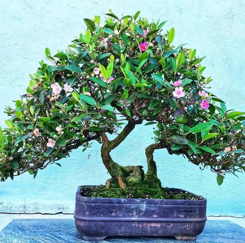 Cay dai moc bia rung bat ngo len chau thanh bonsai tien trieu-Hinh-6