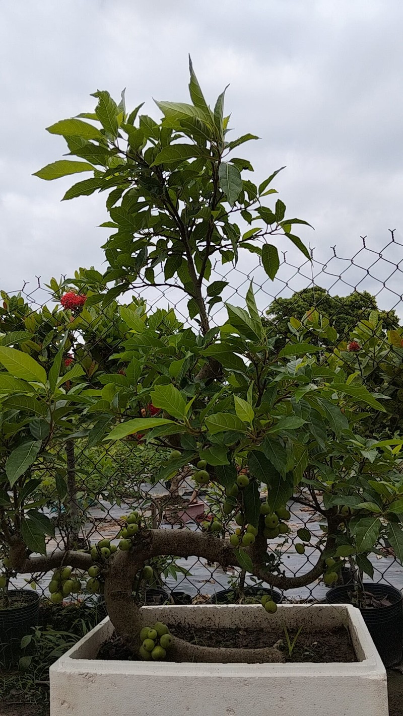 Chiem nguong loat sung bonsai doc la “dep say long”-Hinh-4