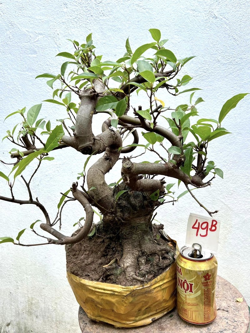 Chiem nguong loat sung bonsai doc la “dep say long”-Hinh-5