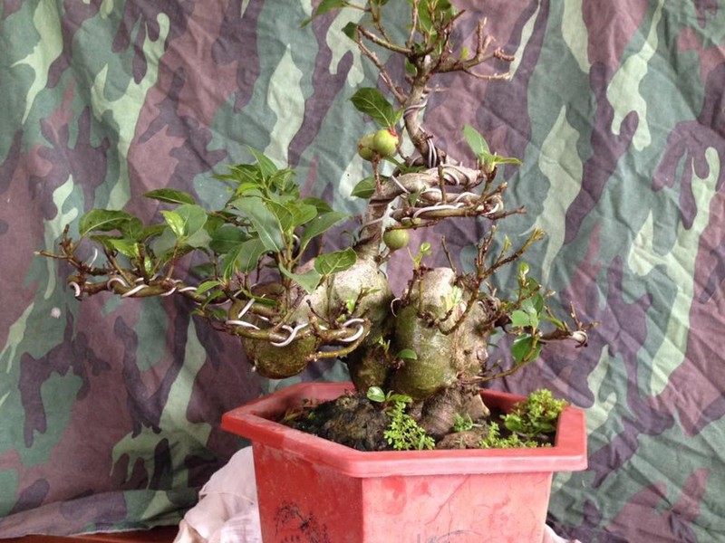 Chiem nguong loat sung bonsai doc la “dep say long”-Hinh-7