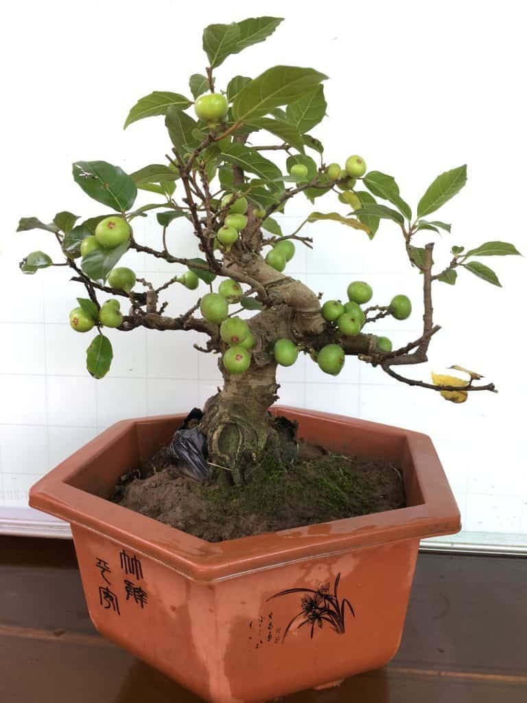 Chiem nguong loat sung bonsai doc la “dep say long”