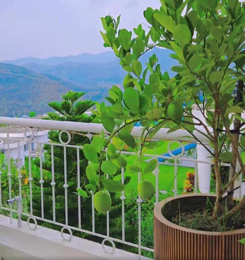 Khu vuon triu qua trong biet thu view nui nhu resort cua Manh Truong-Hinh-2