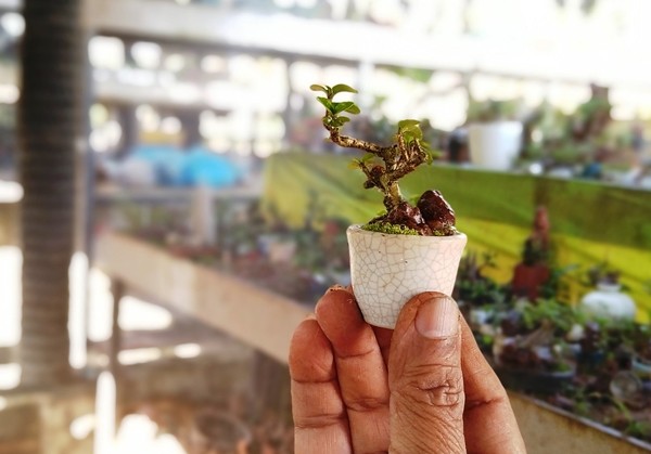 Bo suu tap bonsai mini ky luc the gioi cua lao nong Nha Trang-Hinh-5