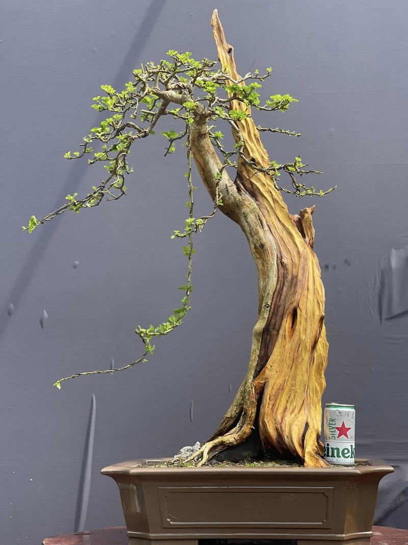 Cay dai nhu cui kho len chau thanh bonsai tien ty chu khong ban-Hinh-10