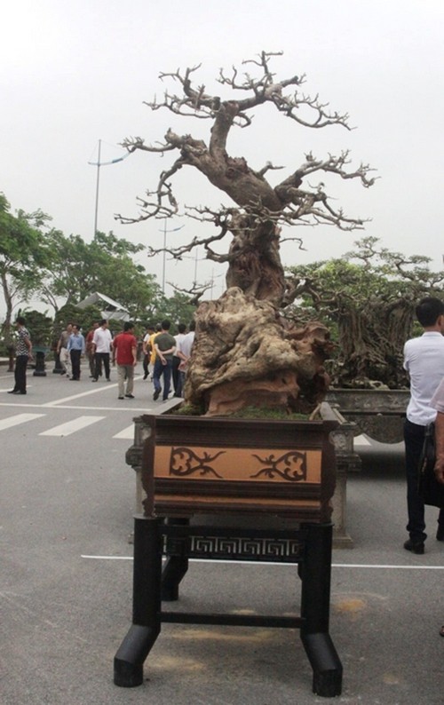 Cay dai nhu cui kho len chau thanh bonsai tien ty chu khong ban-Hinh-2