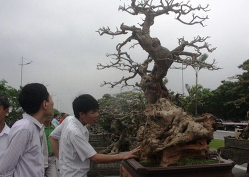 Cay dai nhu cui kho len chau thanh bonsai tien ty chu khong ban-Hinh-3