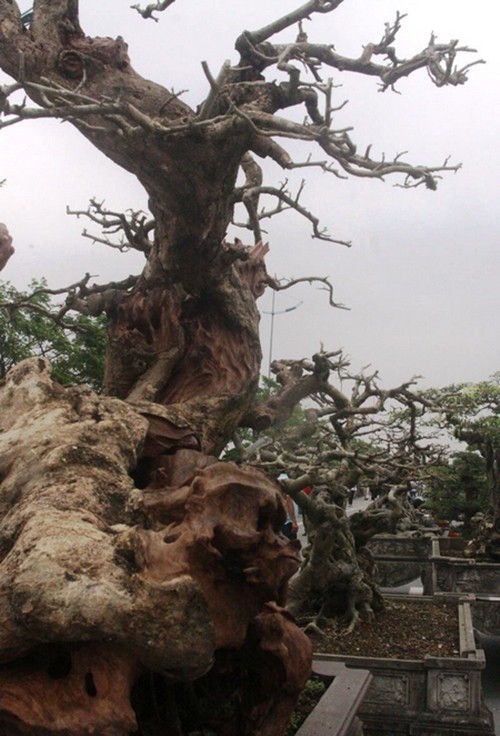 Cay dai nhu cui kho len chau thanh bonsai tien ty chu khong ban-Hinh-4