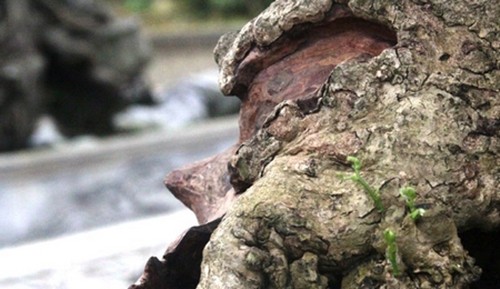 Cay dai nhu cui kho len chau thanh bonsai tien ty chu khong ban-Hinh-5