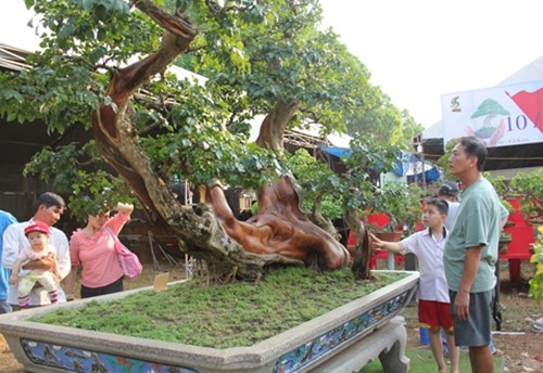 Cay dai nhu cui kho len chau thanh bonsai tien ty chu khong ban-Hinh-7