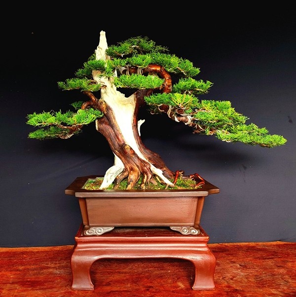 Cay dai nhu cui kho len chau thanh bonsai tien ty chu khong ban-Hinh-8