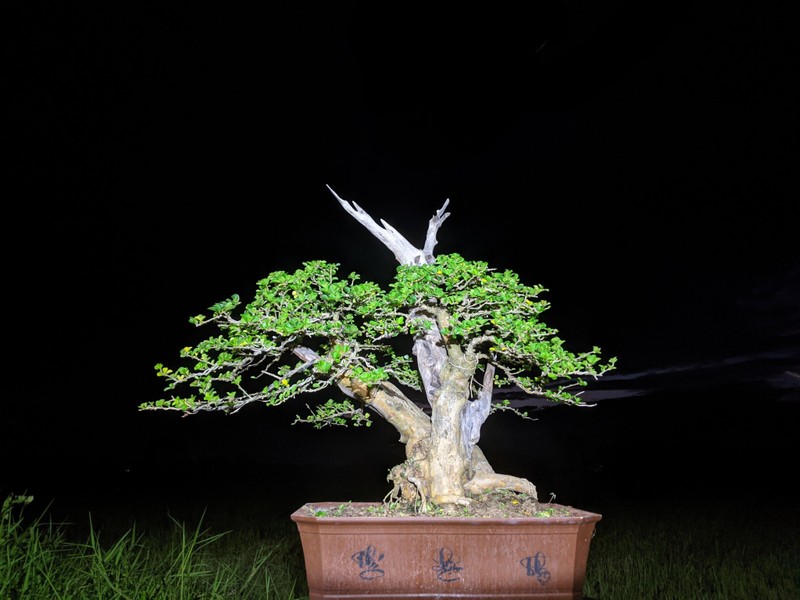 Cay dai nhu cui kho len chau thanh bonsai tien ty chu khong ban-Hinh-9