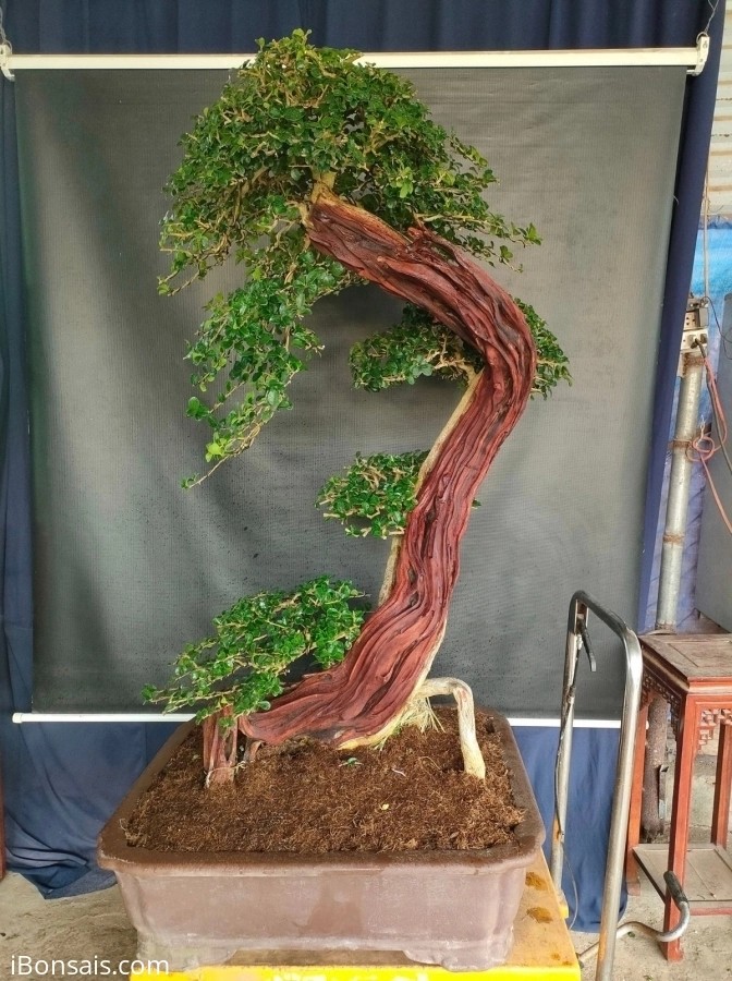 Cay dai nhu cui kho len chau thanh bonsai tien ty chu khong ban