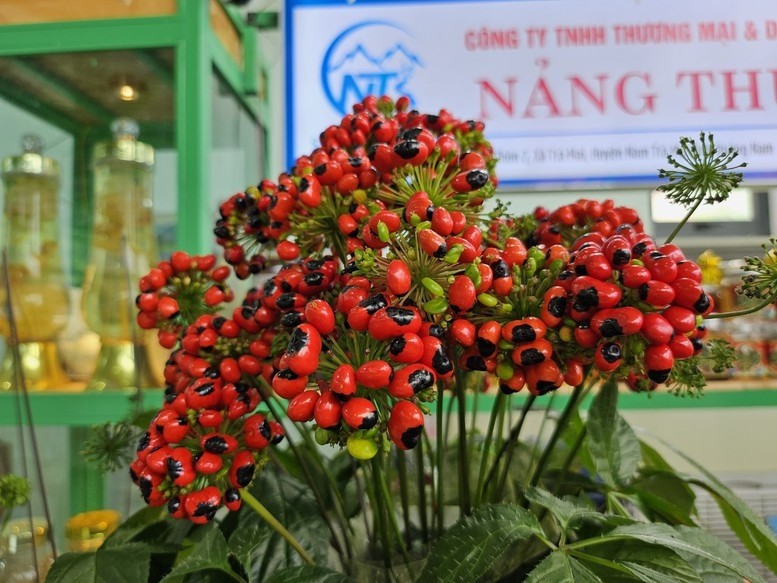 Loài cây quý hiếm, chỉ có tại Việt Nam đắt cỡ nào? - Hình 4 Loai cay quy hiem, chi co tai Viet Nam dat co nao?-Hinh-4