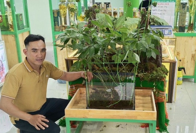 Loài cây quý hiếm, chỉ có tại Việt Nam đắt cỡ nào? - Hình 5 Loai cay quy hiem, chi co tai Viet Nam dat co nao?-Hinh-5