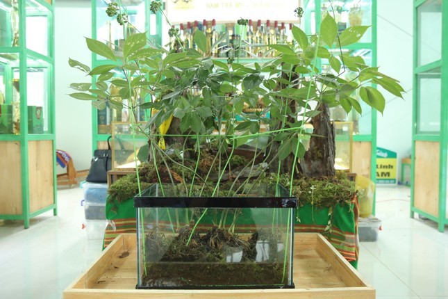 Loài cây quý hiếm, chỉ có tại Việt Nam đắt cỡ nào? - Hình 6 Loai cay quy hiem, chi co tai Viet Nam dat co nao?-Hinh-6
