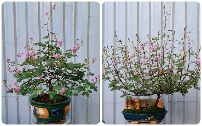 Ngo ngang cay moc bo ruong len doi thanh bonsai dat do-Hinh-10