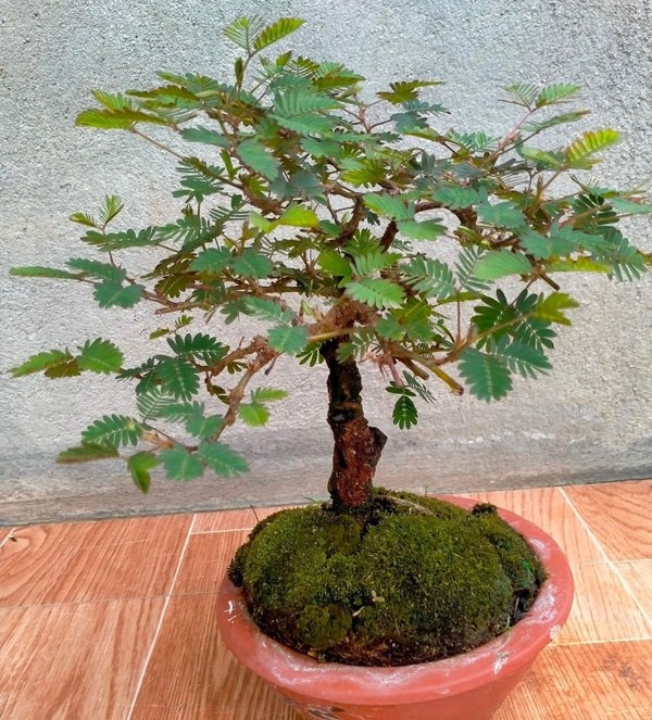 Ngo ngang cay moc bo ruong len doi thanh bonsai dat do-Hinh-8