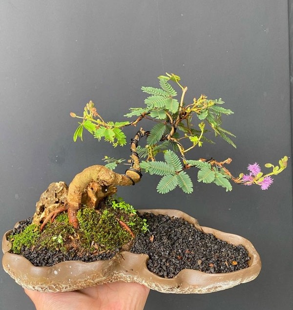 Ngo ngang cay moc bo ruong len doi thanh bonsai dat do-Hinh-9