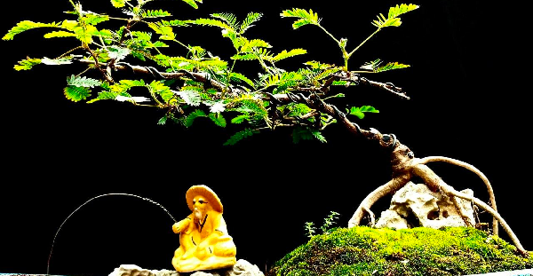 Ngo ngang cay moc bo ruong len doi thanh bonsai dat do-Hinh-6