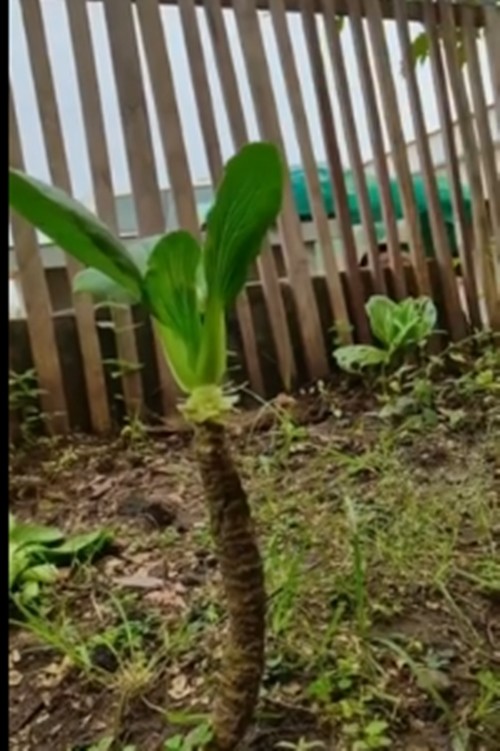 Ngo ngang cay rau “co thu” duoc dan choi bonsai “nga gia” tien ty-Hinh-6