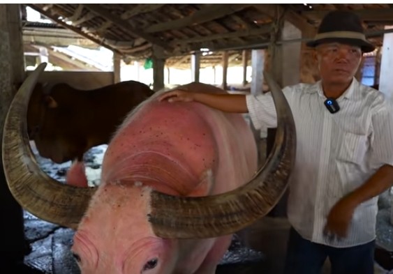 Con trâu màu hồng độc lạ được trả 20 tỷ chủ không bán - Hình 10 Con trau mau hong doc la duoc tra 20 ty chu khong ban-Hinh-10