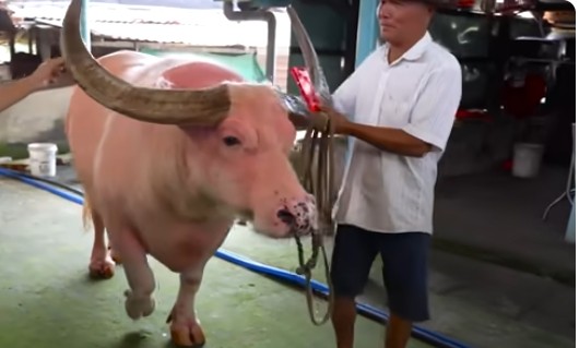 Con trâu màu hồng độc lạ được trả 20 tỷ chủ không bán - Hình 11 Con trau mau hong doc la duoc tra 20 ty chu khong ban-Hinh-11