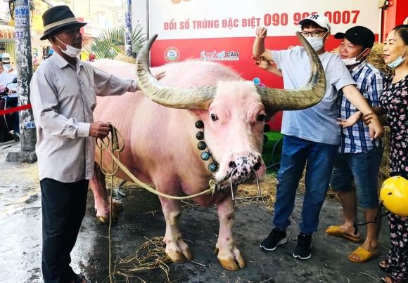 Con trâu màu hồng độc lạ được trả 20 tỷ chủ không bán - Hình 3 Con trau mau hong doc la duoc tra 20 ty chu khong ban-Hinh-3