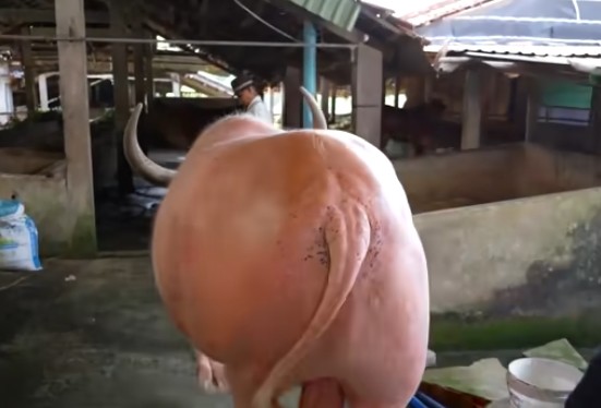 Con trâu màu hồng độc lạ được trả 20 tỷ chủ không bán - Hình 7 Con trau mau hong doc la duoc tra 20 ty chu khong ban-Hinh-7
