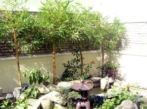 6 loại cây nên trồng trong nhà để “tiền vào như nước“ - Hình 3 6 loai cay nen trong trong nha de “tien vao nhu nuoc“-Hinh-3