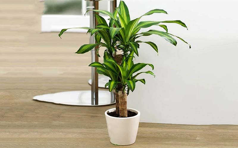 6 loại cây nên trồng trong nhà để “tiền vào như nước“ - Hình 5 6 loai cay nen trong trong nha de “tien vao nhu nuoc“-Hinh-5