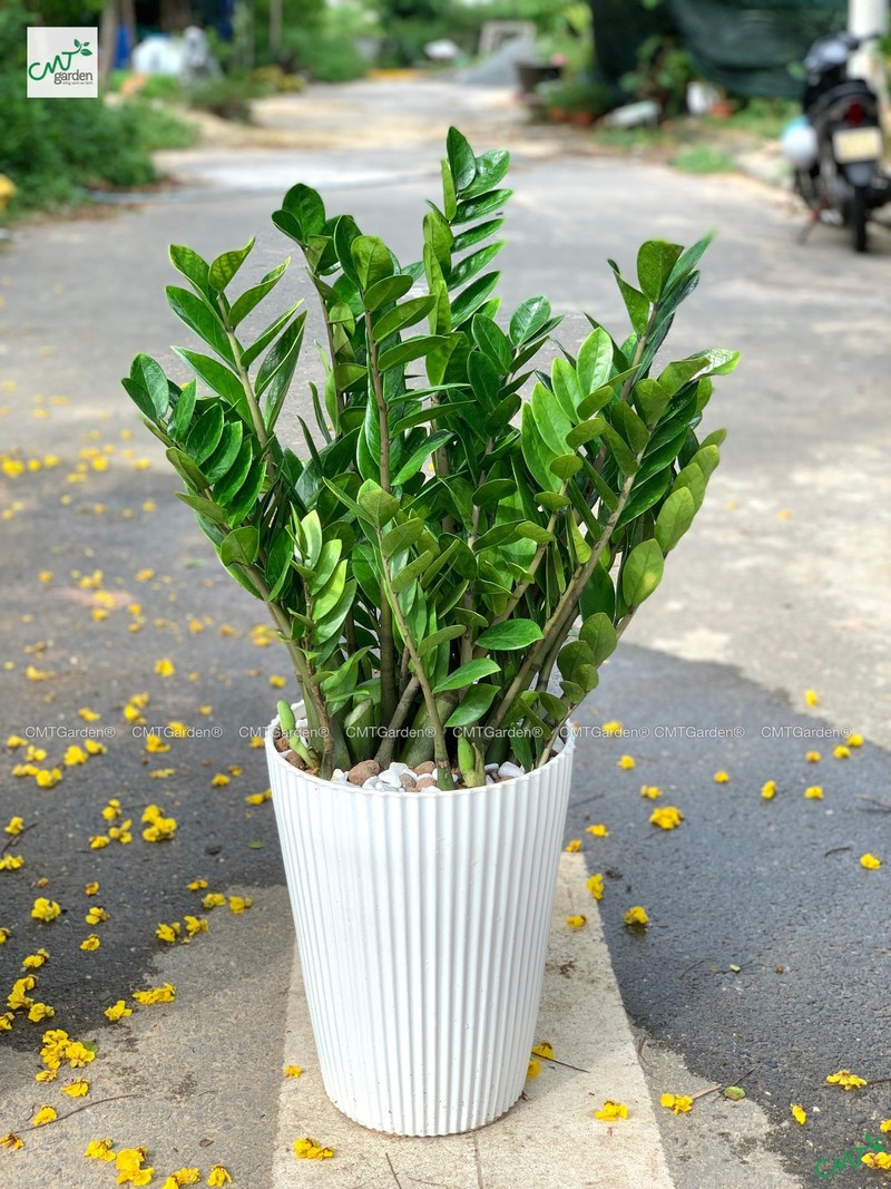 6 loại cây nên trồng trong nhà để “tiền vào như nước“ - Hình 8 6 loai cay nen trong trong nha de “tien vao nhu nuoc“-Hinh-8