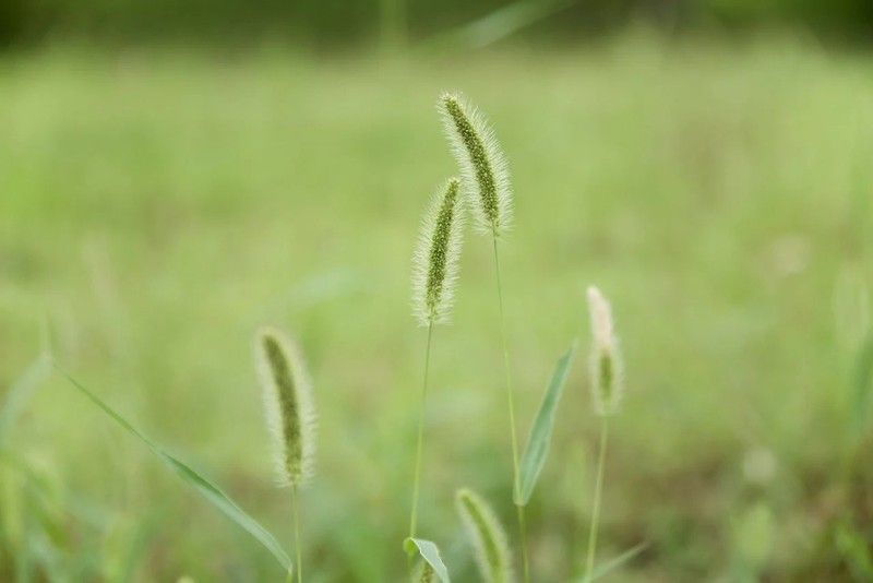 Loai co dai moc khap noi, dem phoi kho ban “dem tien moi tay“-Hinh-3