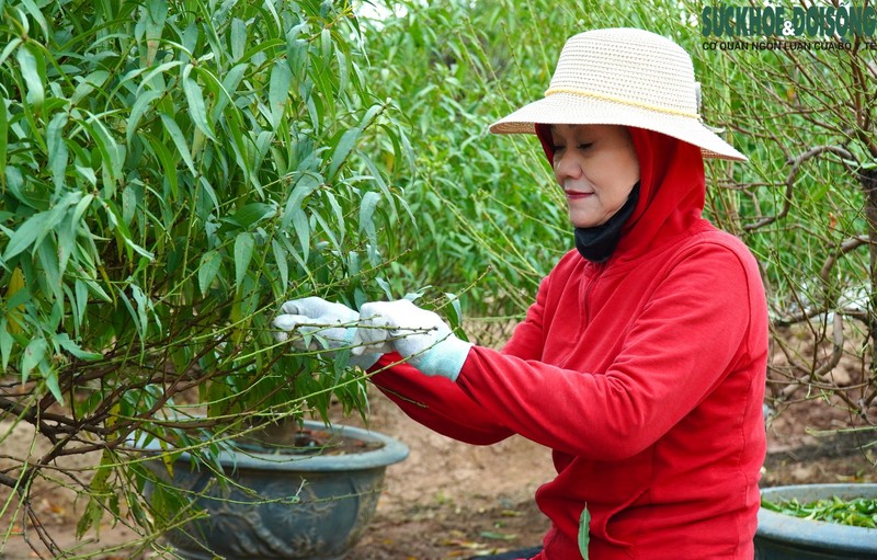 Lang dao Nhat Tan hoi ha tuot la chuan bi don Tet-Hinh-5