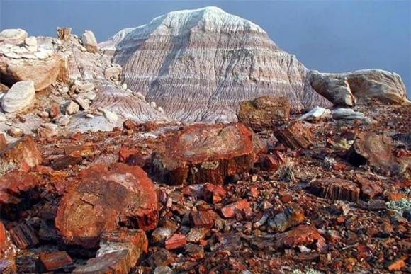 Tận mục loại gỗ quý hiếm sánh ngang kim cương, giá 600 tỷ - Hình 10 Tan muc loai go quy hiem sanh ngang kim cuong, gia 600 ty-Hinh-10