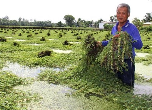 Rau dai cho lon an hoa mo vang, nong dan dut tui tien trieu-Hinh-6