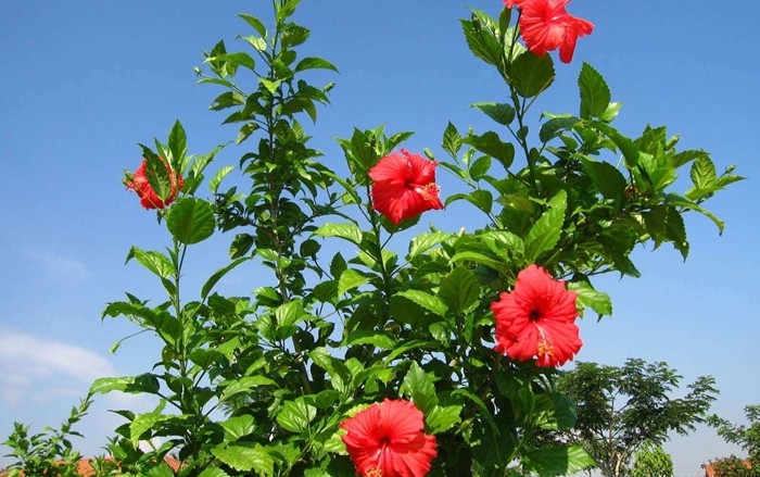 Cây dại mọc hàng rào hóa “mỏ vàng”, dân phố thi nhau lùng mua - Hình 3 Cay dai moc hang rao hoa “mo vang”, dan pho thi nhau lung mua-Hinh-3