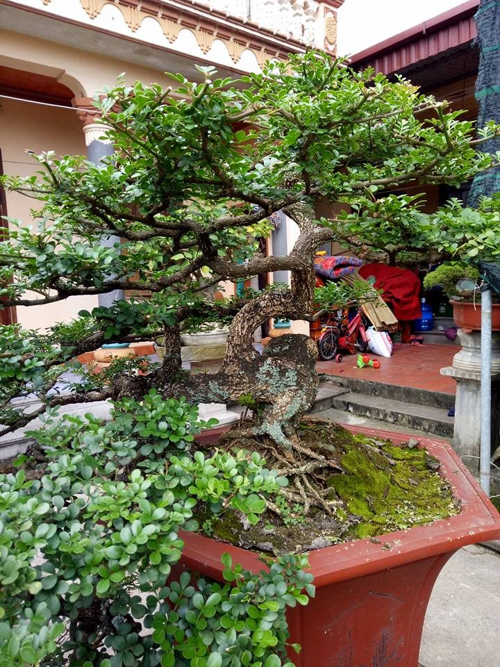 Ngo ngang cay la len chau thanh bonsai hut khach gia tram trieu-Hinh-10