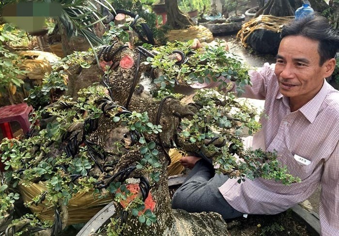 Ngo ngang cay la len chau thanh bonsai hut khach gia tram trieu-Hinh-7