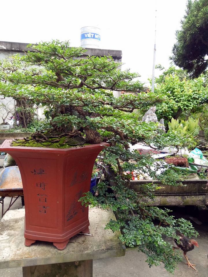 Ngo ngang cay la len chau thanh bonsai hut khach gia tram trieu-Hinh-8