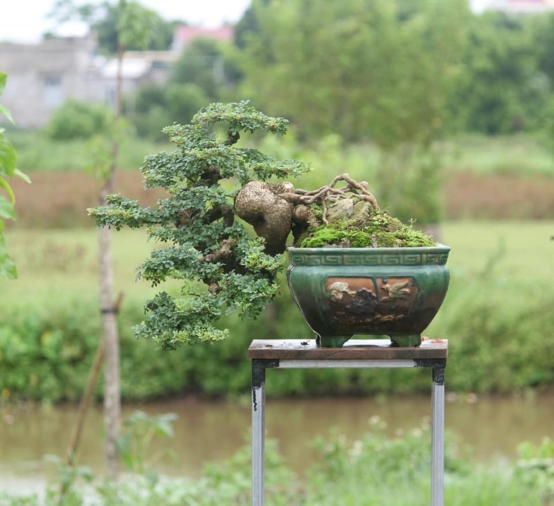 Ngo ngang cay la len chau thanh bonsai hut khach gia tram trieu