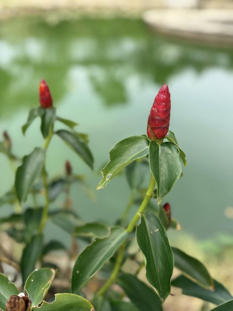 Co ngoi nghin met vuong trong cay nuoi ga cua ca si My Tam-Hinh-5