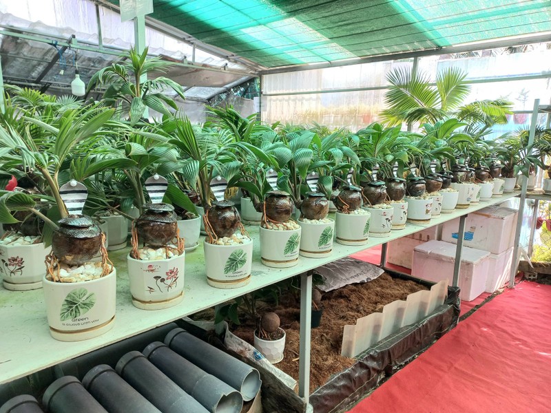 Dua bonsai hinh ran vua ra mat da hut khach choi Tet 2025-Hinh-4