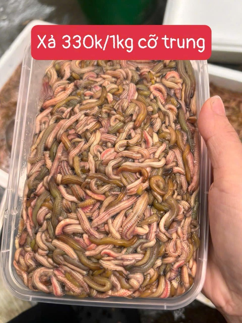 Tung 500.000 dong/kg, “dac san troi cho” nay re chua tung thay-Hinh-8