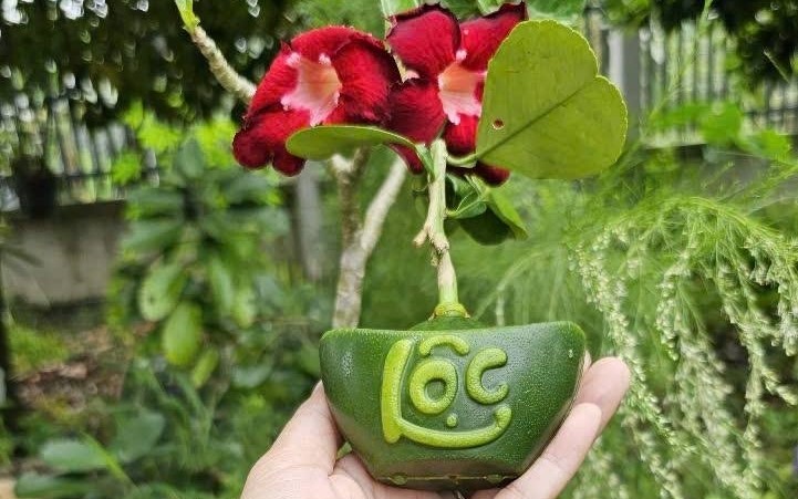 View - 	Bưởi mini thỏi vàng Tài Lộc hút khách chơi Tết 2025