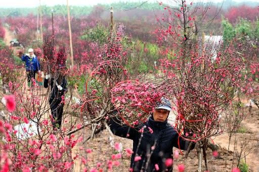 Cach chon mua dao dep cho hoa no dung Tet-Hinh-6