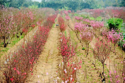 Cach chon mua dao dep cho hoa no dung Tet-Hinh-8