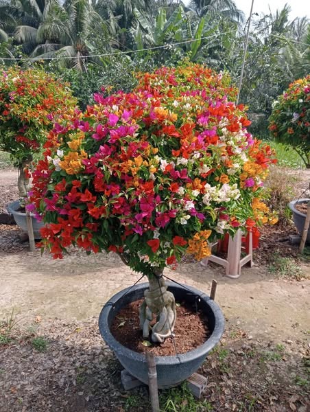 Cay dai len doi thanh bonsai chuc trieu choi Tet-Hinh-3