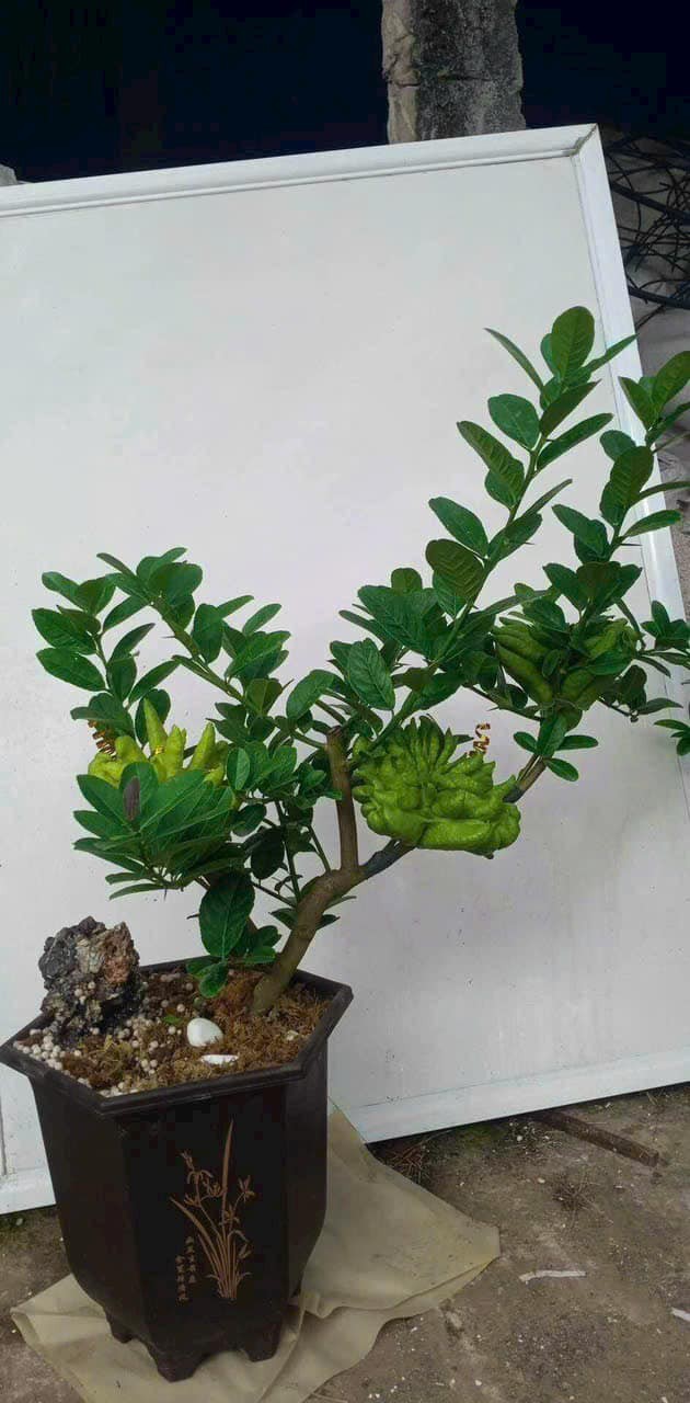 Phat thu bonsai tien trieu “chay hang” dip Tet 2025-Hinh-2